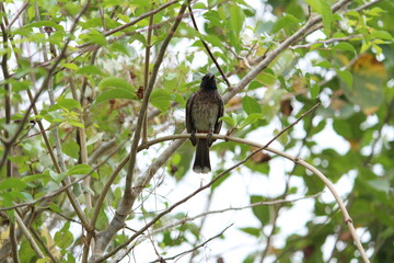 one Red Vented Bulbul bird or one bird sitting on the tree or tree branch on the morning with white background