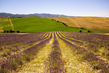 Fototapeta premium A lavender field in Tuscany Pisa Italy