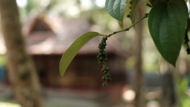peppercorn in kerala india video