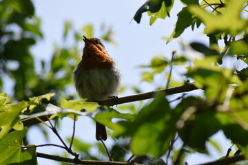 A singing Robin