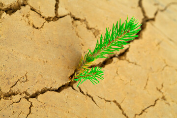 A small green sprout of dkrkva grows on cracked earth. Arid Landscaping Concept.