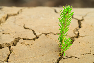 A small green sprout of dkrkva grows on cracked earth. Arid Landscaping Concept.