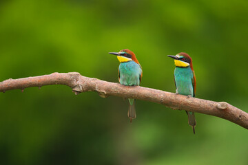 European Bee-Eater - Merops Apiaster on a branch , exotic colorful migratory bird