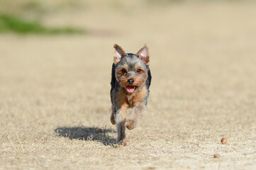 ドッグランで遊ぶヨークシャテリア
