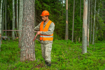 Forest engineer works with a measuring tool in the forest. Forester makes forest taxation. Worker in a vest and hard hat. Real people work.