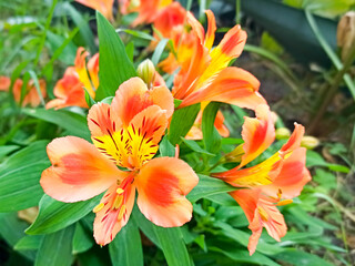 Alstroemeria orange flowers in full bloom to make a colourful floral background. Close-up of beautiful peruvian lily, lily of the Incas.