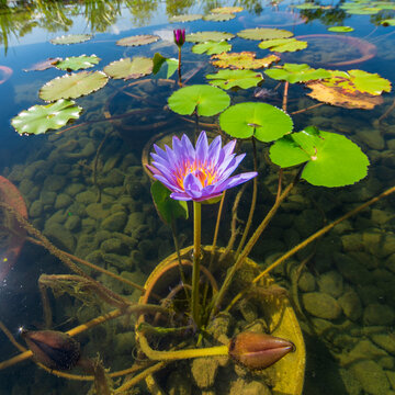 Lotus and goldfish in the city center park.