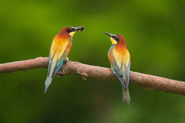 European Bee-Eater - Merops Apiaster on a branch , exotic colorful migratory bird
