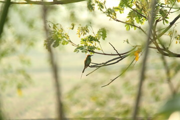 Rainbow Bee-eater sitting on the tree branch in the morning with sunlight