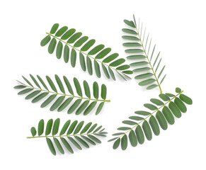 Freshness green leaves of young tamarind plant on white background isolated .The evergreen leaves are alternately arranged and pinnately lobed. The leaves are bright green. Sensitive focus background