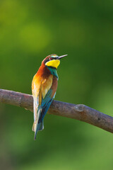 European Bee-Eater - Merops Apiaster on a branch , exotic colorful migratory bird
