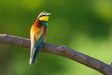European Bee-Eater - Merops Apiaster on a branch , exotic colorful migratory bird