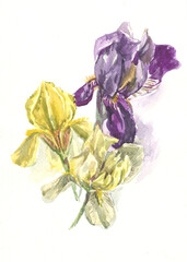 irises flowers watercolor
