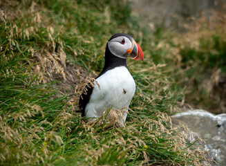 The Atlantic puffin, also known as the common puffin