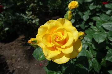 Close view of amber yellow flower of rose in June