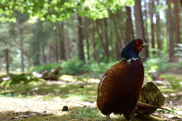 A wandering pheasant