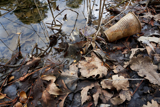 crub in the leaves and the cup