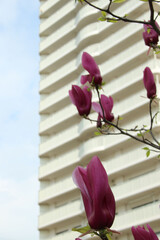 マンションに咲くモクレン(紫木蓮)