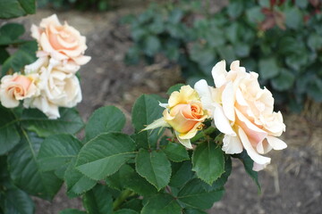 Florescence of light beige rose in the garden in July