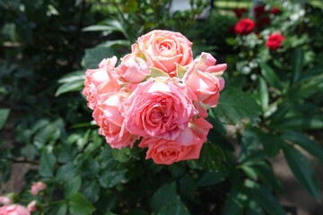 Blooming pink rose in the garden in June