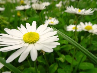Obraz premium white daisy in the grass