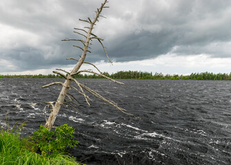 windy summer landscape from swamp lake, wind and turbulence of lake water, lake shore, trees in wind, swamp lake