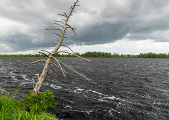 windy summer landscape from swamp lake, wind and turbulence of lake water, lake shore, trees in...