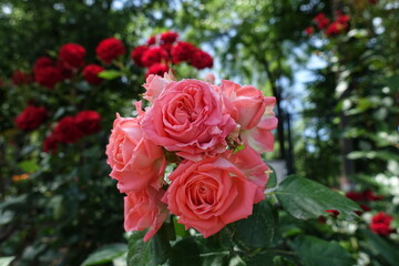 Bundle of pink flowers of rose in June