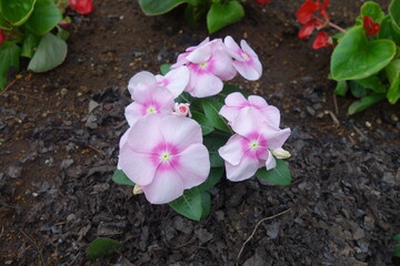初夏のピンクの日日草の花