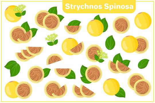 Set of vector cartoon illustrations with Strychnos Spinosa exotic fruits, flowers, leaves isolated on white background