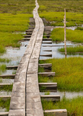 Fototapeta na wymiar Wooden wet pathway through swamp wetlands with small pine trees, marsh plants and ponds, a typical Western-Estonian bog. Nigula Nature Reserve