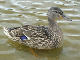 Duck mallard