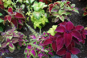 初夏のカラフルなコリウスの葉