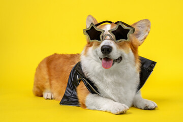 Cool rock star Welsh Corgi Pembroke or cardigan dog in rocker leather jacket and glamorous gold star-shaped glasses lies on yellow background and playfully shows tongue, copy space.
