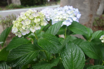 雨に濡れた6月の紫陽花の花