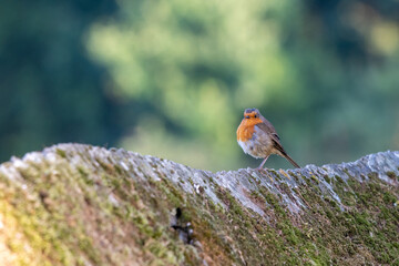 European Robin Looking at Camera Perched on Wall O Seixo Mugardos Galicia