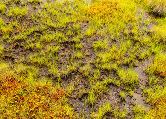 bog vegetation background, bog grass, plants, water, moss, summer in the bog