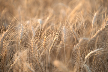 Ears of Golden wheat are closed. Rural scene in the sunlight. Summer background of ripening ears of agricultural landscape. Natural product of the wheat field.