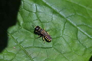 Grabwepe - Ectemnius ruficornis