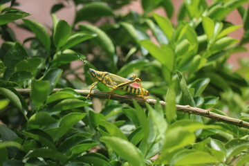 Grasshopper 
