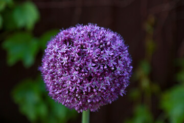 Fototapeta premium Violet flower in the form of a ball of a decorative Allium bow close-up