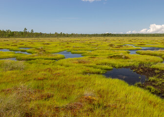 bog landscape on a summer day, bog vegetation, windy weather, Nigula Nature Reserve, Estonia