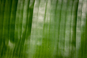 Green banana leaf background