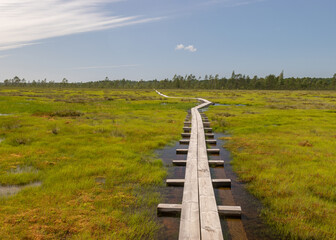 Fototapeta na wymiar a pedestrian wooden footbridge over swamp wetlands with small pines. bog plants and ponds, a typical West-Estonian bog. Nigula Nature Reserve