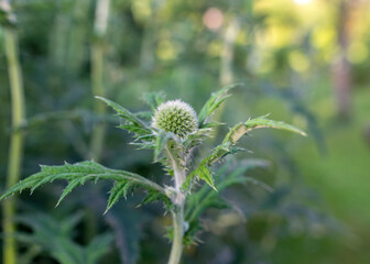 decorative green thistle flower, blurred background, summer