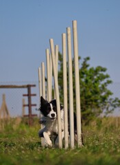 Border Collie Training Agility in the Park. Black and White Dog Weaving through Poles.