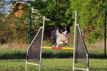 Border Collie Jumps over Agility Hurdle in Czech Republic. Black and White Dog Enjoys Agility Training.
