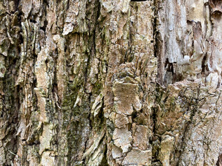 the old tree bark texture