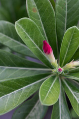 Adenium leaves