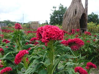 flowers in the garden